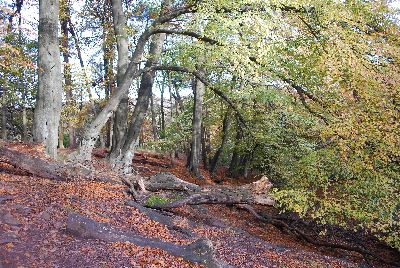 Autumn colours in Gradbach Woods